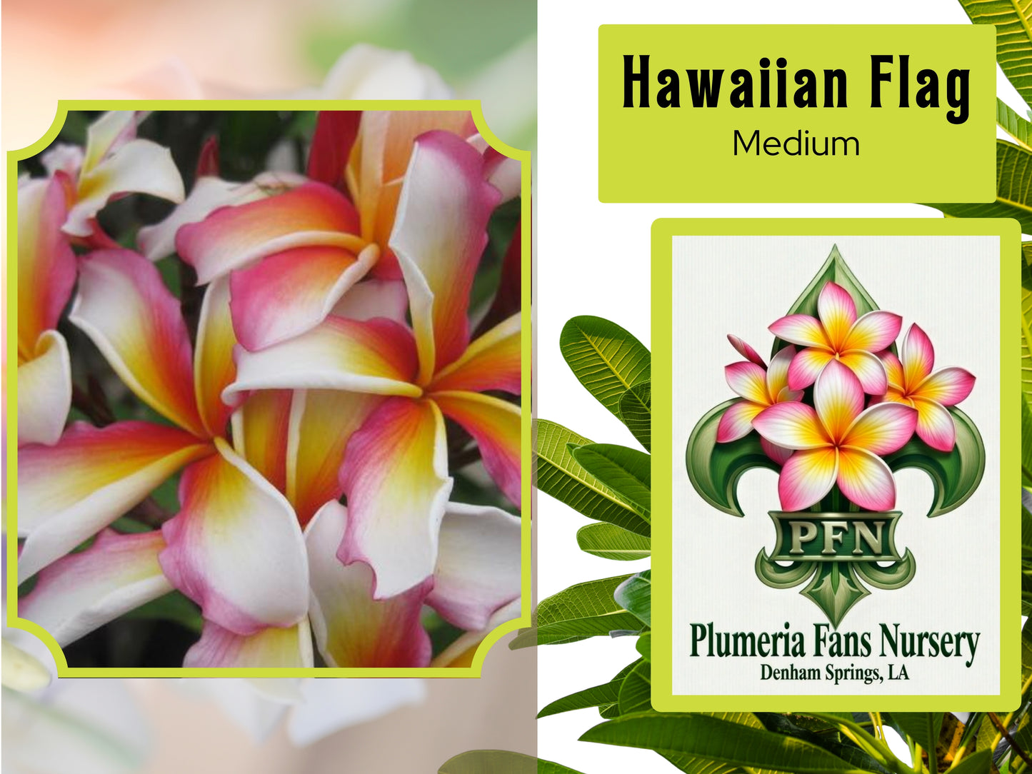 Hawaiian Flag Plumeria