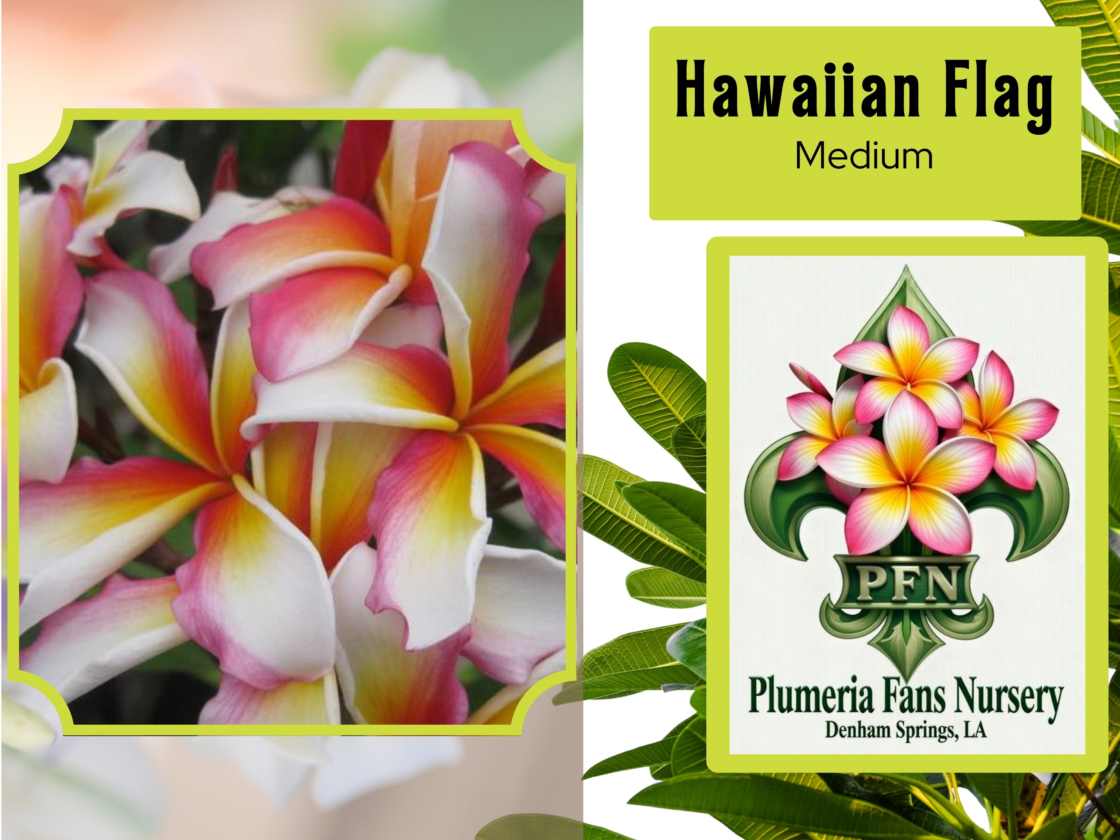 Hawaiian Flag Plumeria