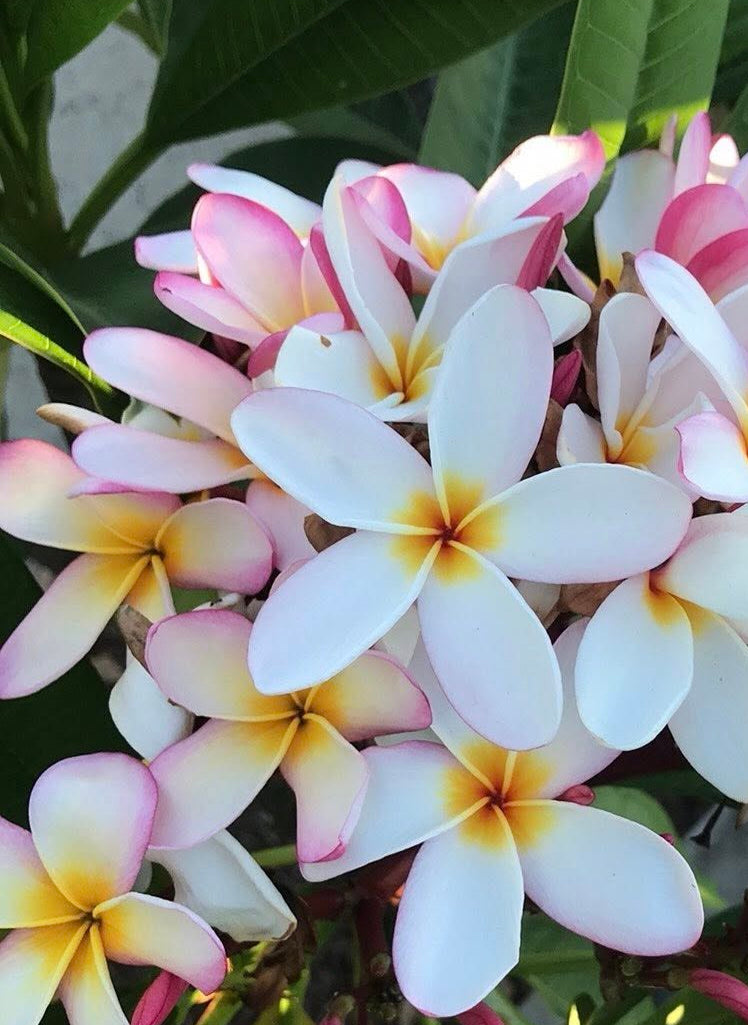 Hawaiian Pink Stripe Plumeria