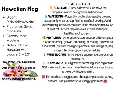 Hawaiian Flag Plumeria