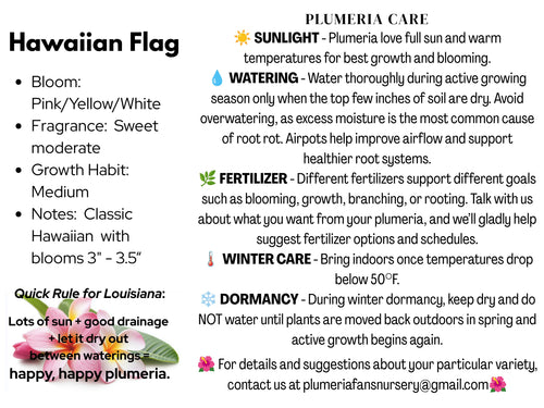Hawaiian Flag Plumeria