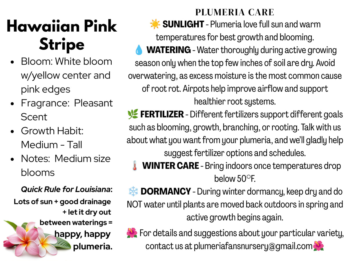 Hawaiian Pink Stripe Plumeria