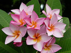 Hazel B Plumeria