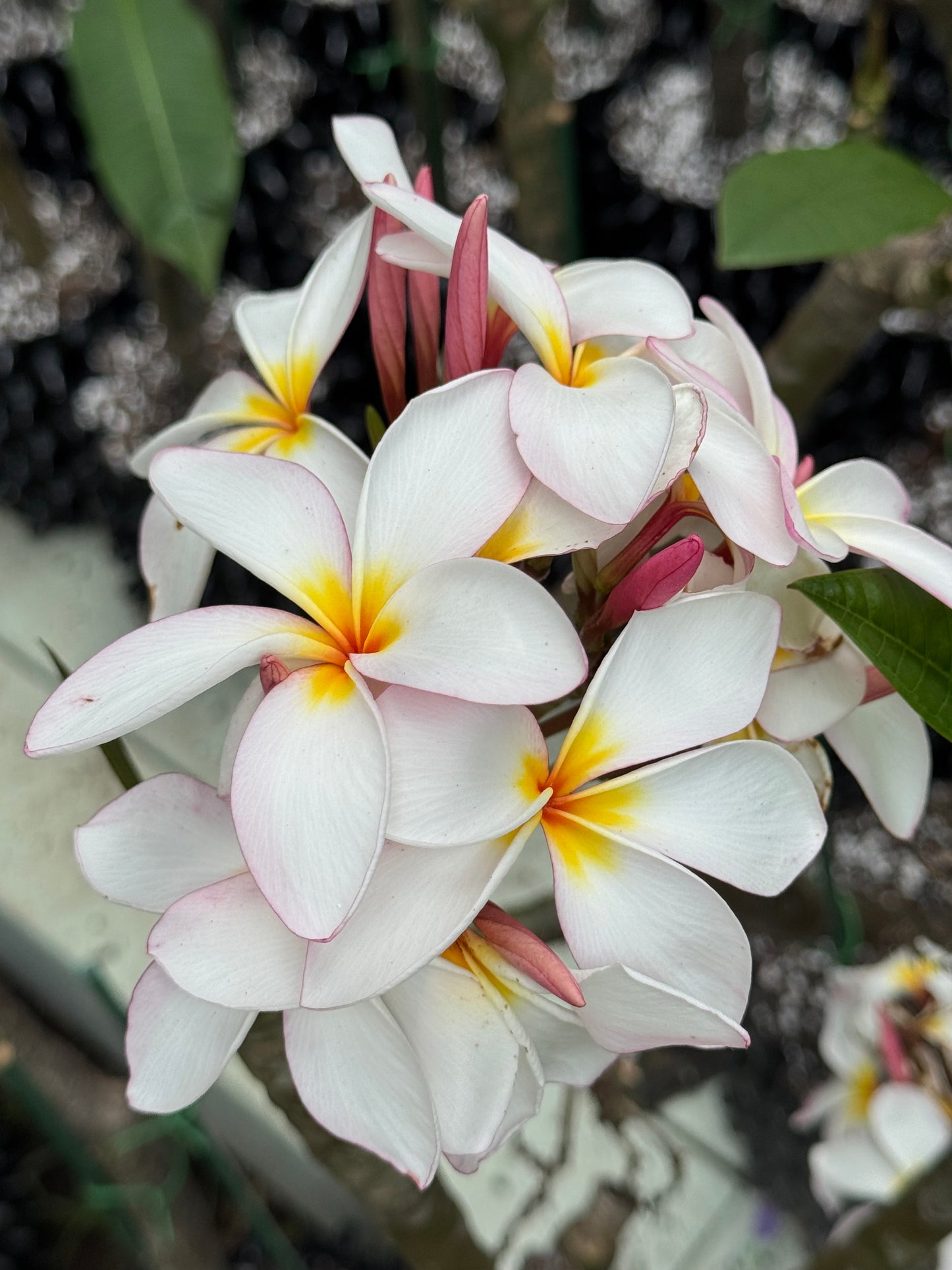 Henry Apples Rainbow Plumeria