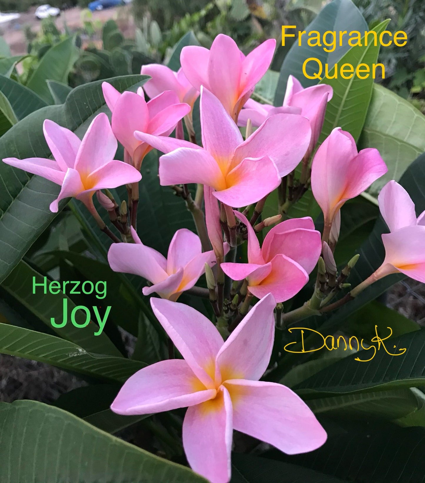 Herzog Joy Plumeria