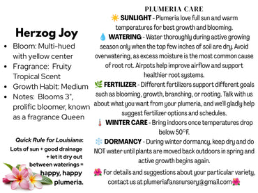 Herzog Joy Plumeria