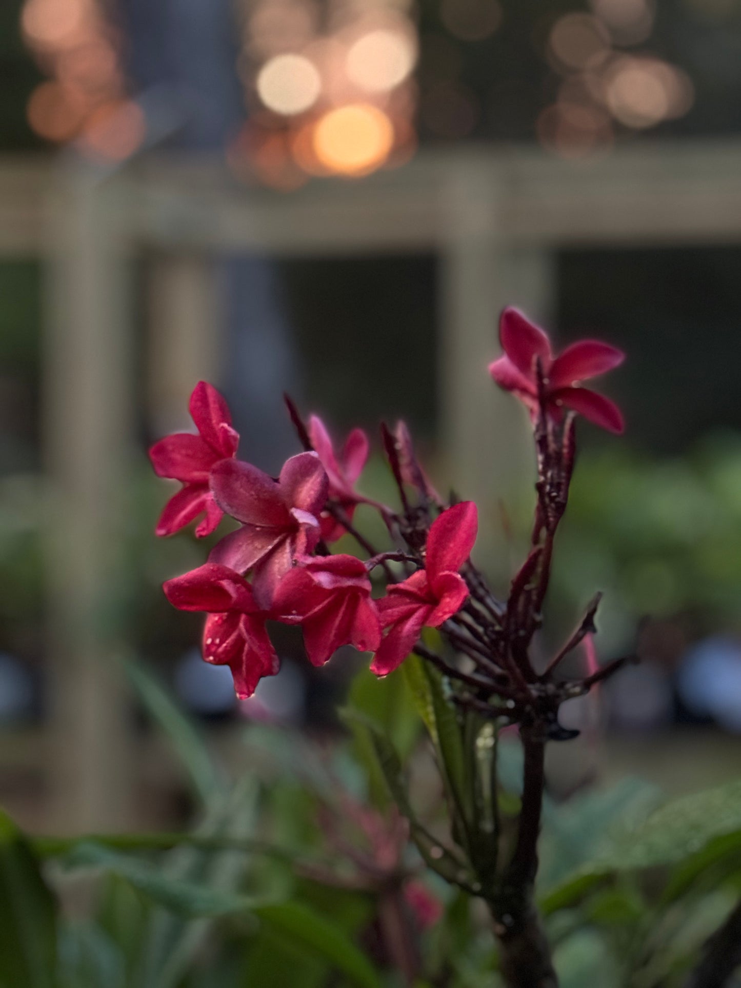 JJ Christina Plumeria
