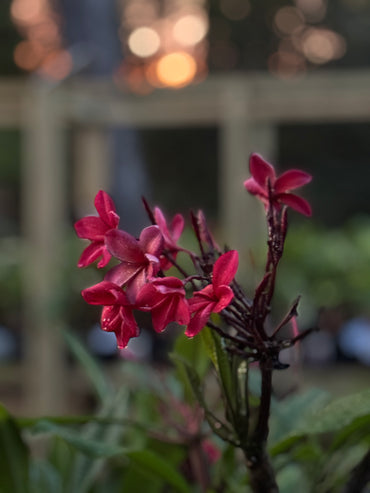 JJ Christina Plumeria