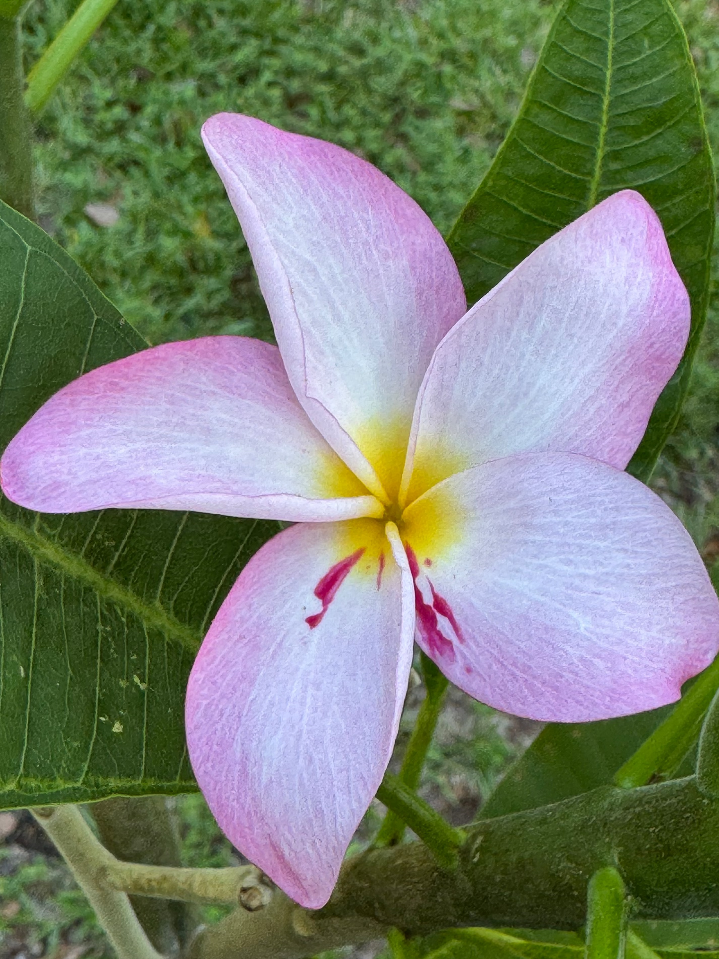 Princess Victoria Plumeria