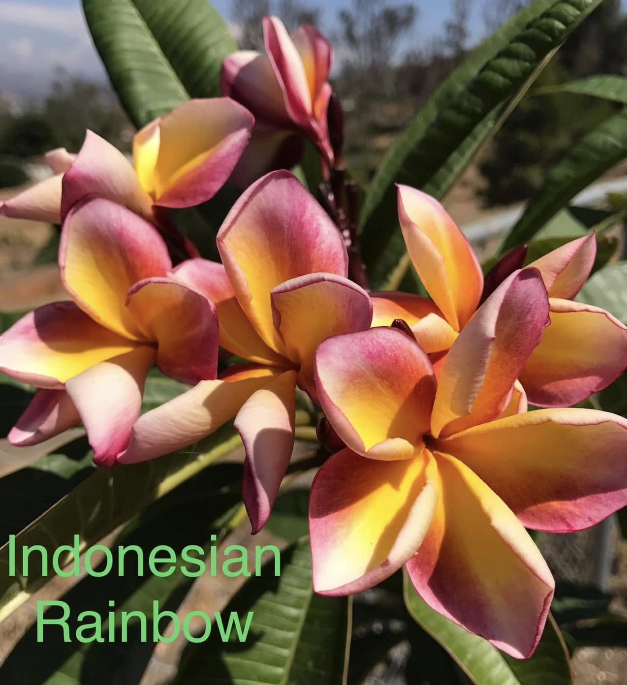 Indonesian Rainbow Plumeria