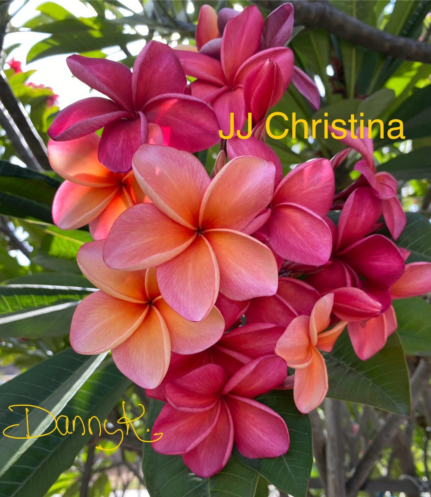 JJ Christina Plumeria