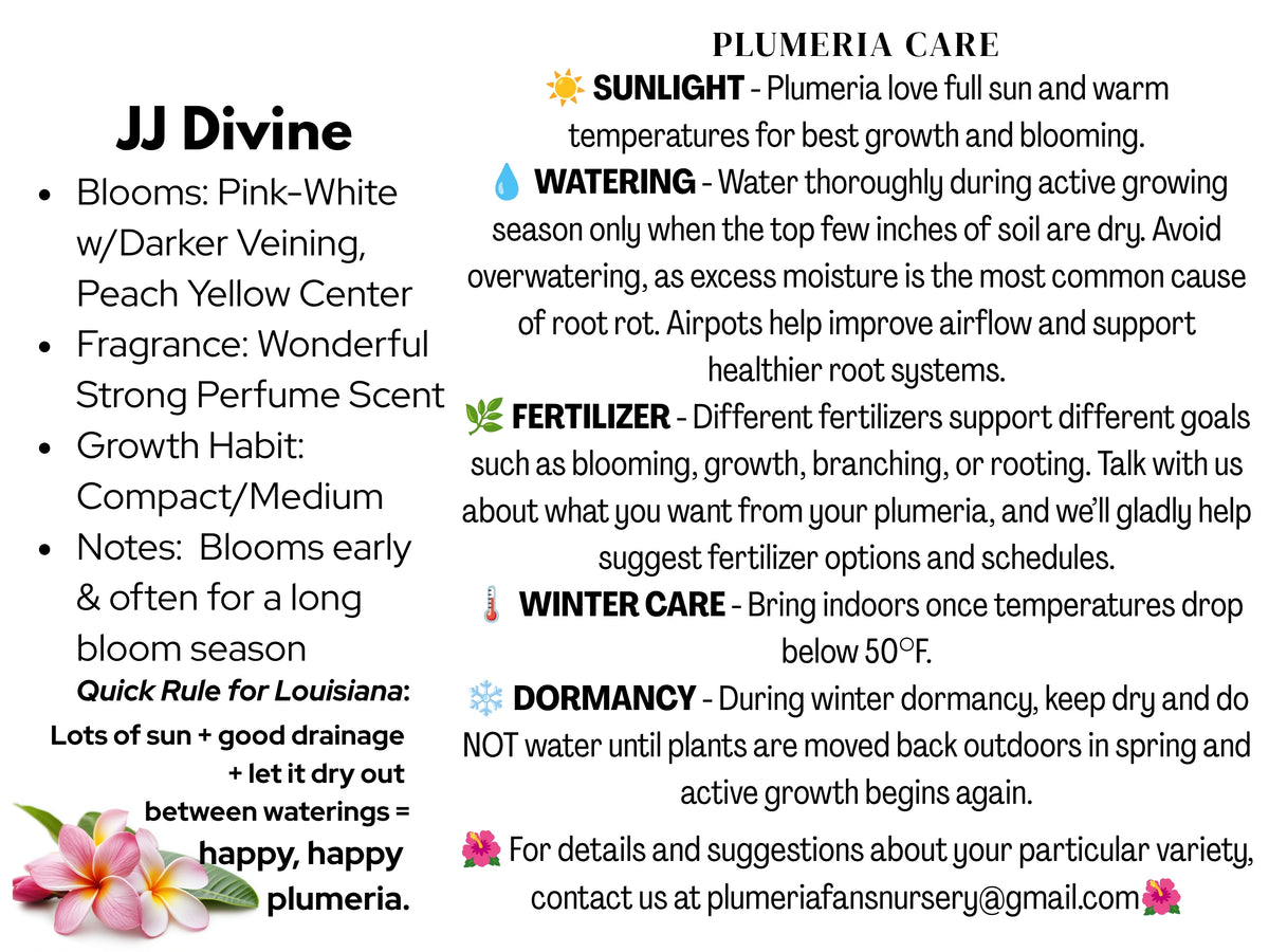 JJ Divine Plumeria