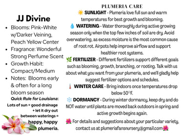 JJ Divine Plumeria