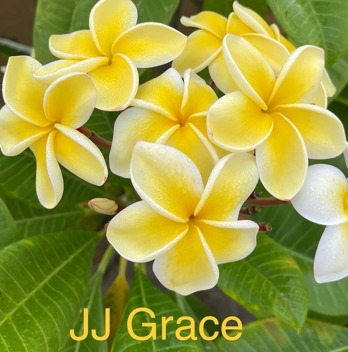 JJ Grace Plumeria