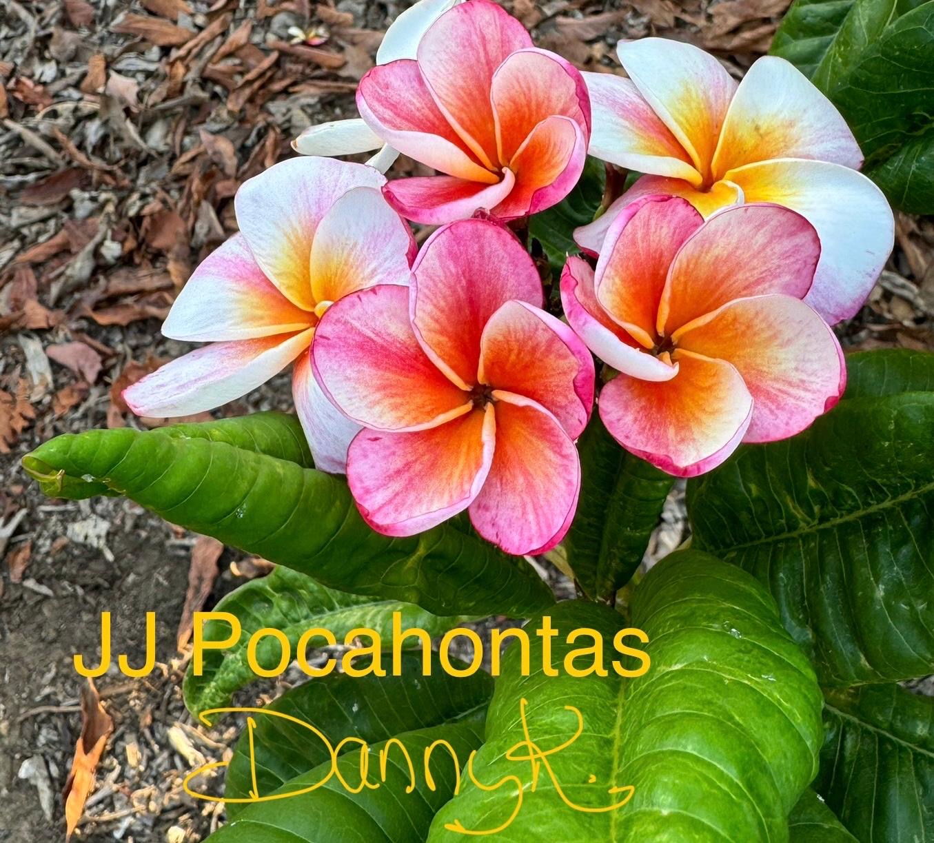 JJ Pocahontas Plumeria