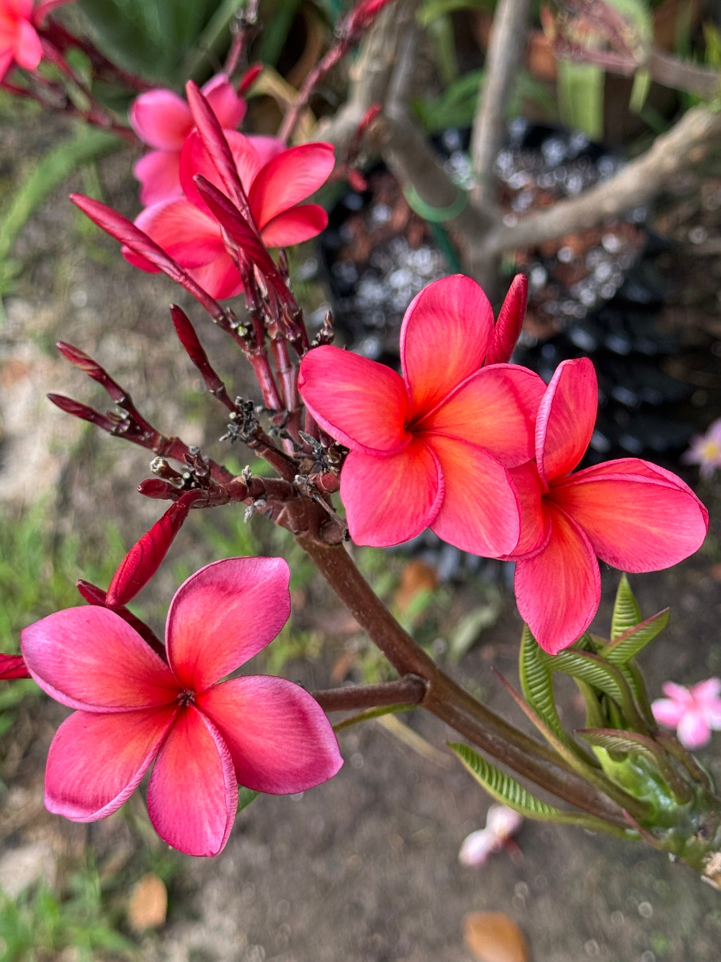 JJ Christina Plumeria