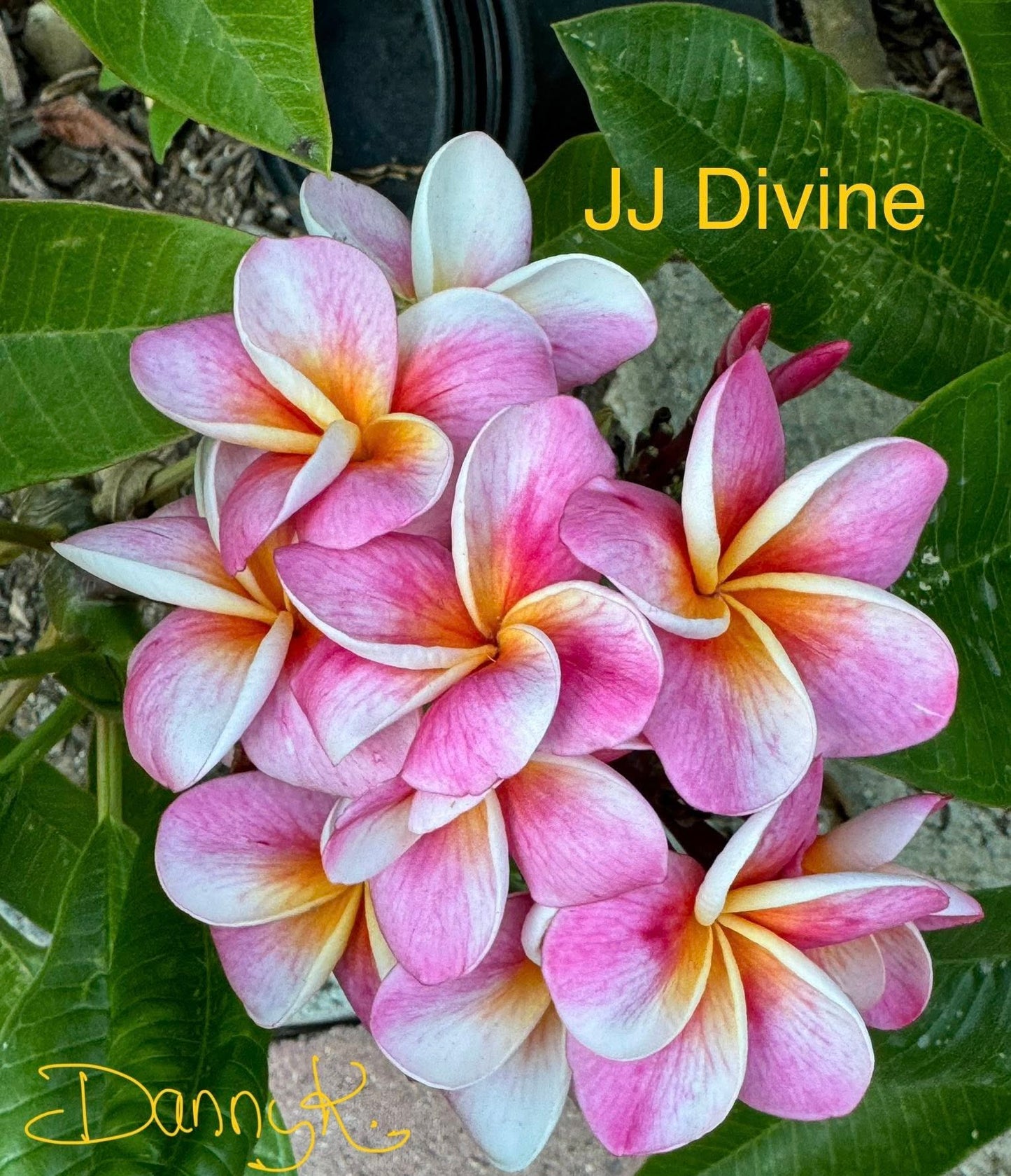 JJ Divine Plumeria