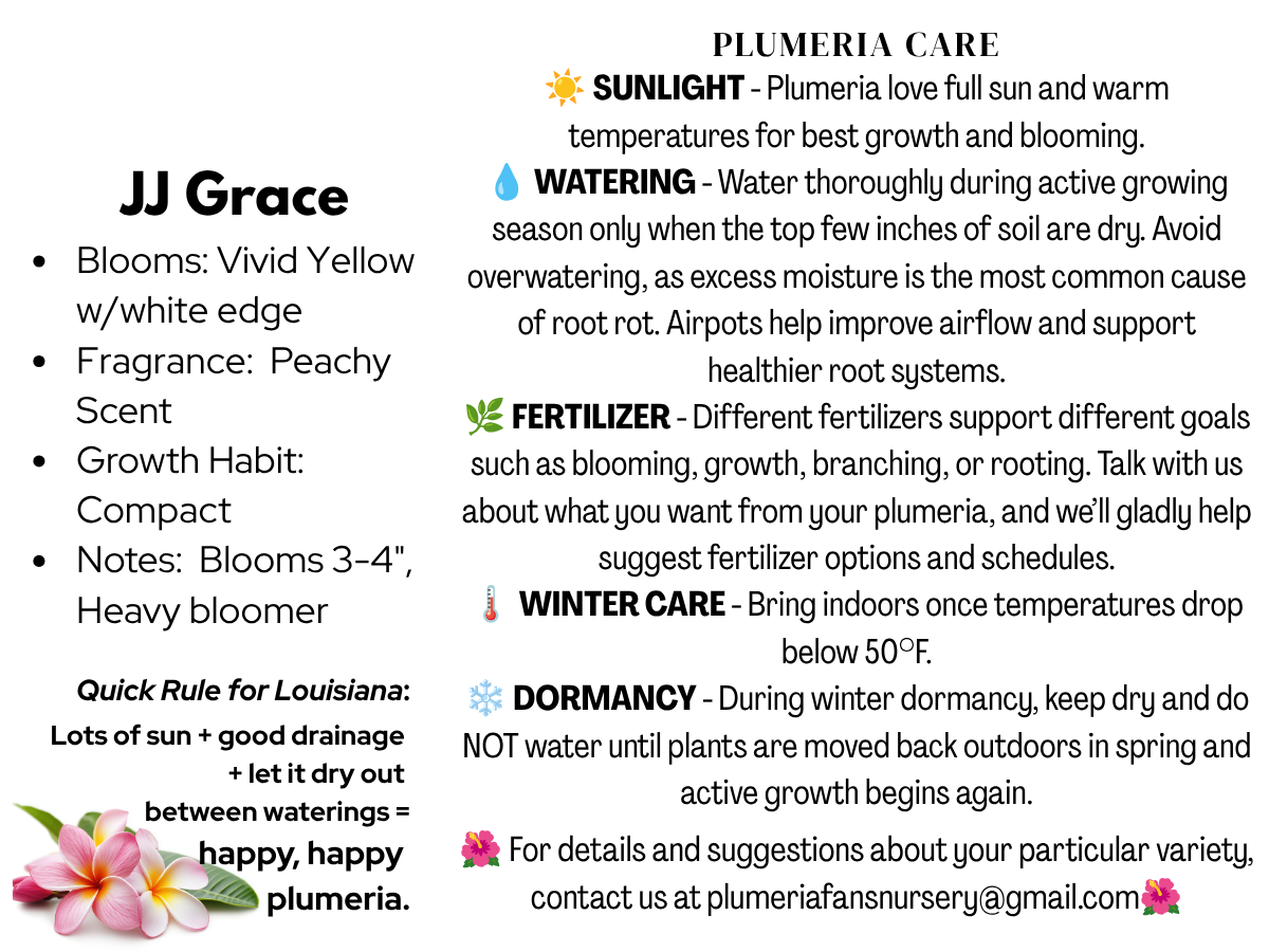 JJ Grace Plumeria