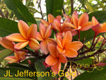 JL Jefferson's Gold Plumeria