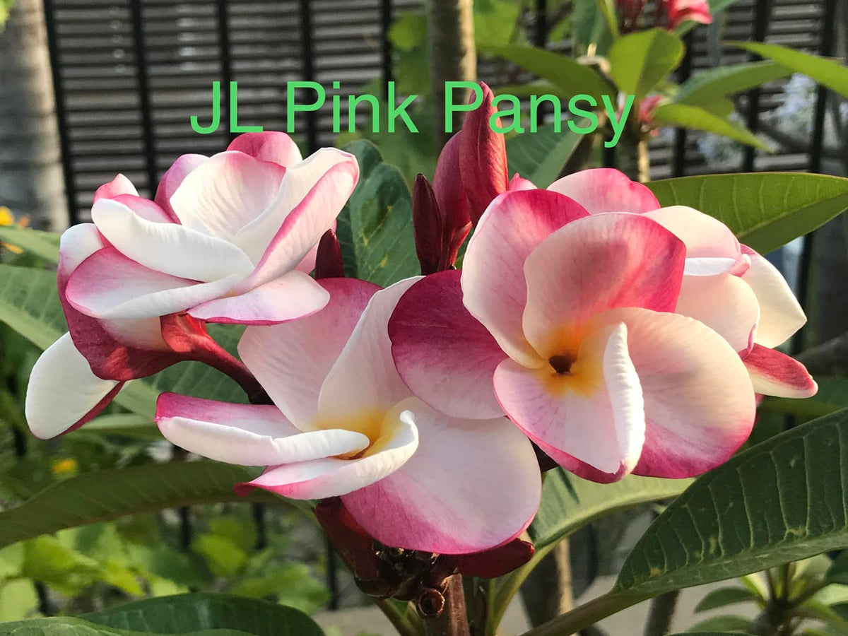 JL Pink Pansy