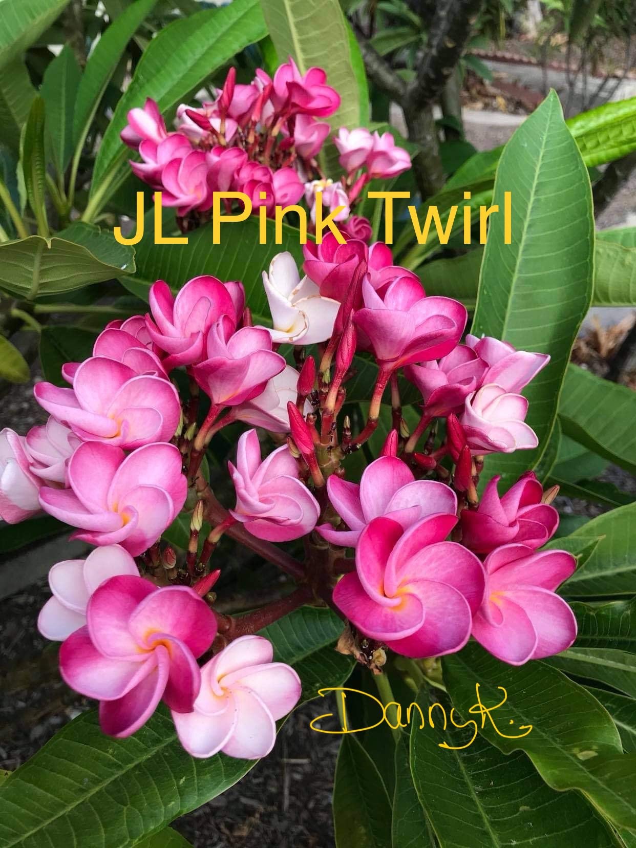 JL Pink Twirl Plumeria