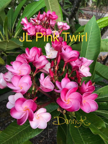 JL Pink Twirl Plumeria