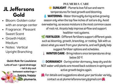 JL Jefferson's Gold Plumeria