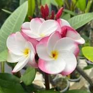 JL Pink Pansy