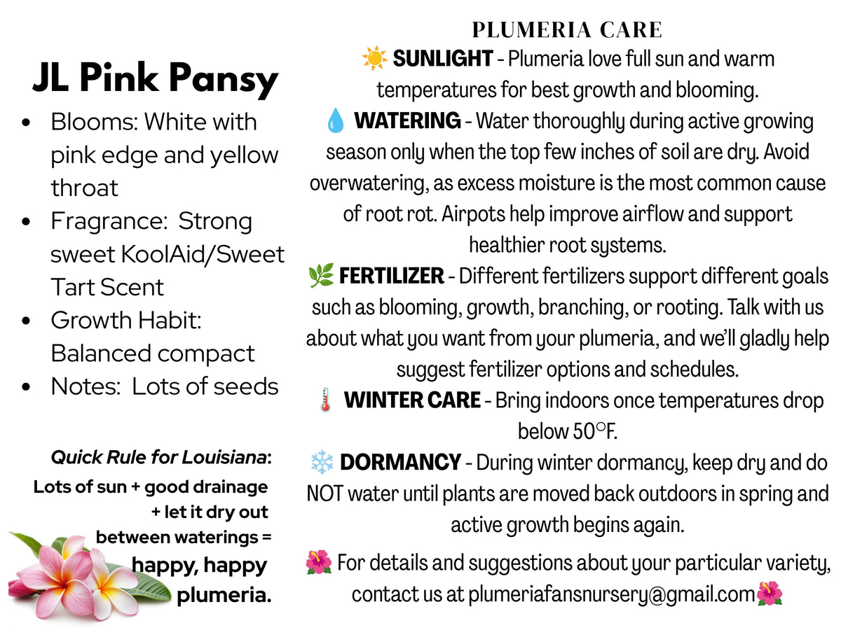 JL Pink Pansy