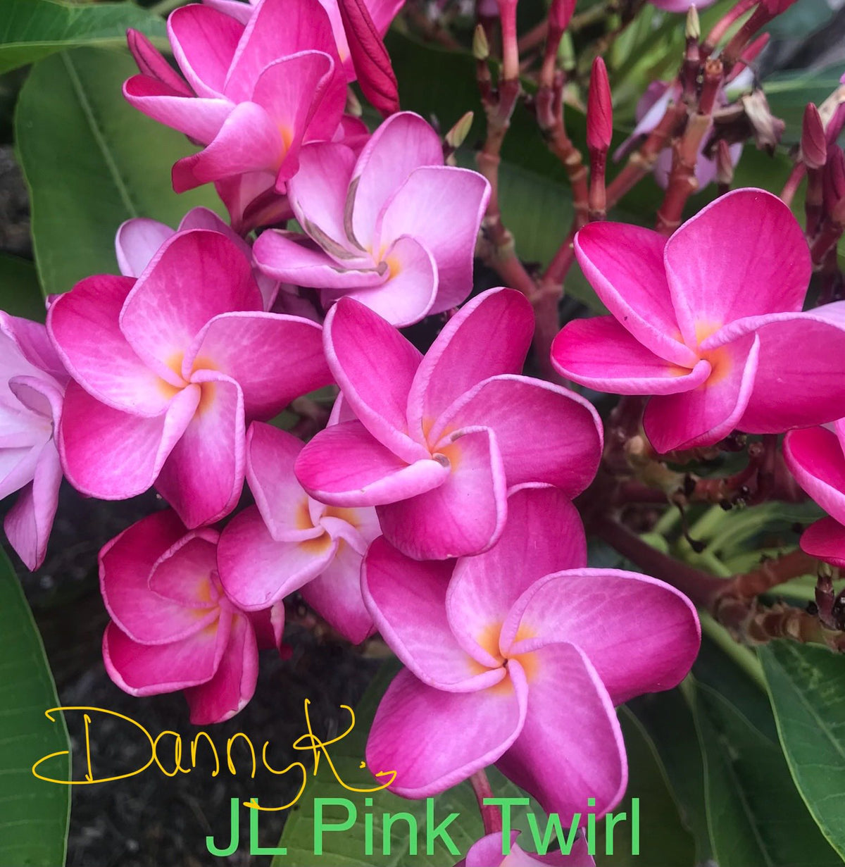 JL Pink Twirl Plumeria