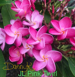 JL Pink Twirl Plumeria