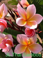 JL Thai Samboa Plumeria