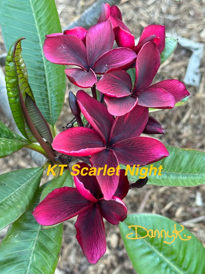 KT Scarlet Night Plumeria