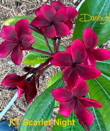 KT Scarlet Night Plumeria