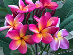 Kaneohe Sunrise Plumeria