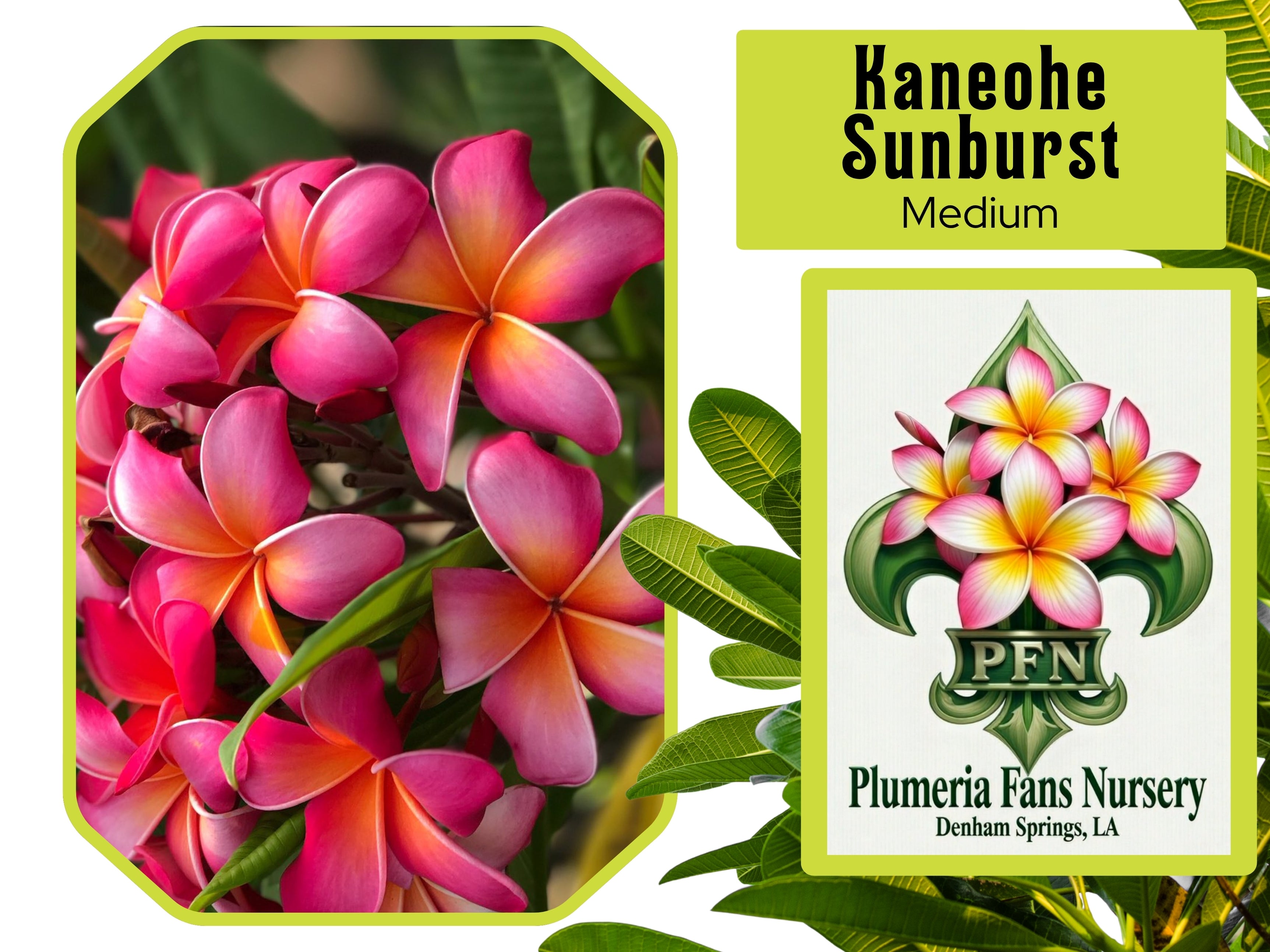 Kaneohe Sunburst Plumeria
