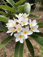 King Kalakaua Plumeria