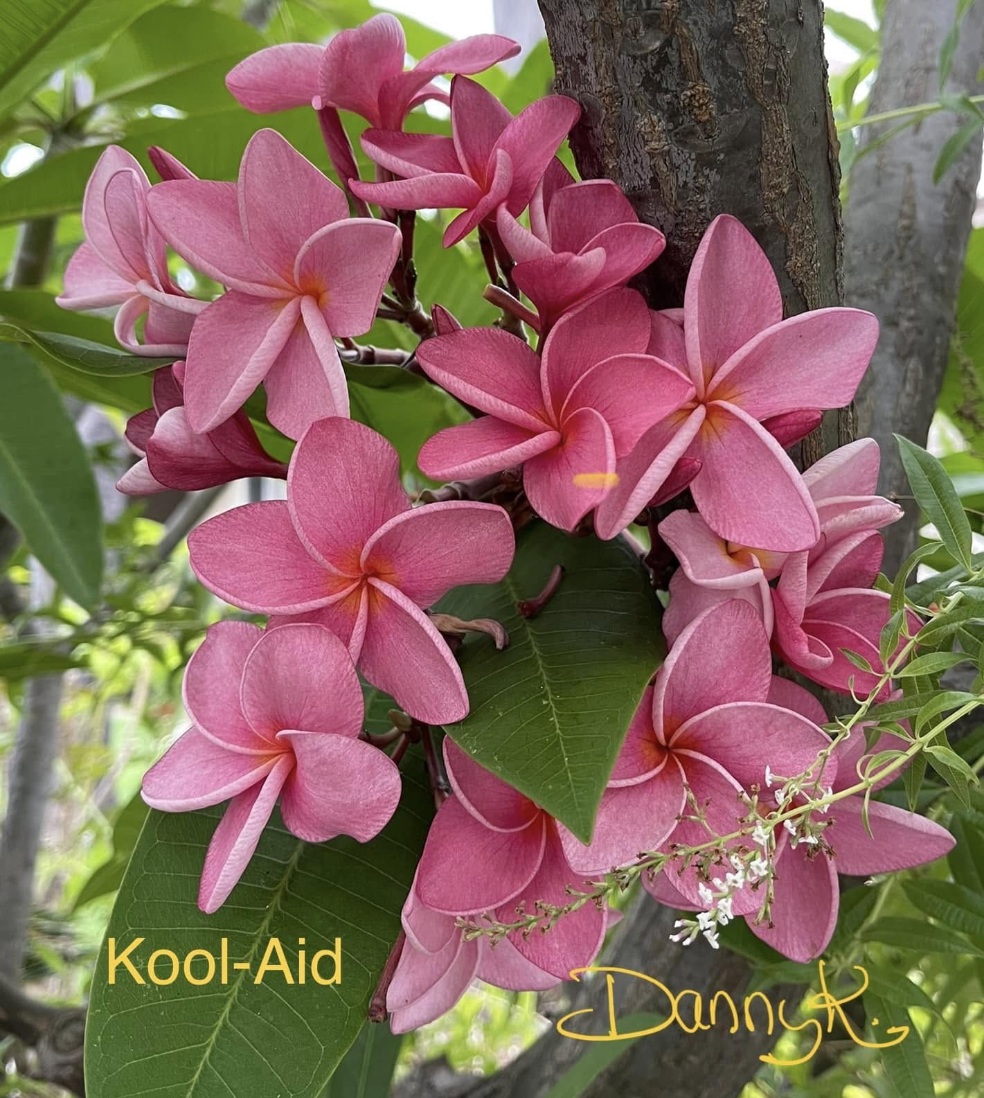 KoolAid Plumeria