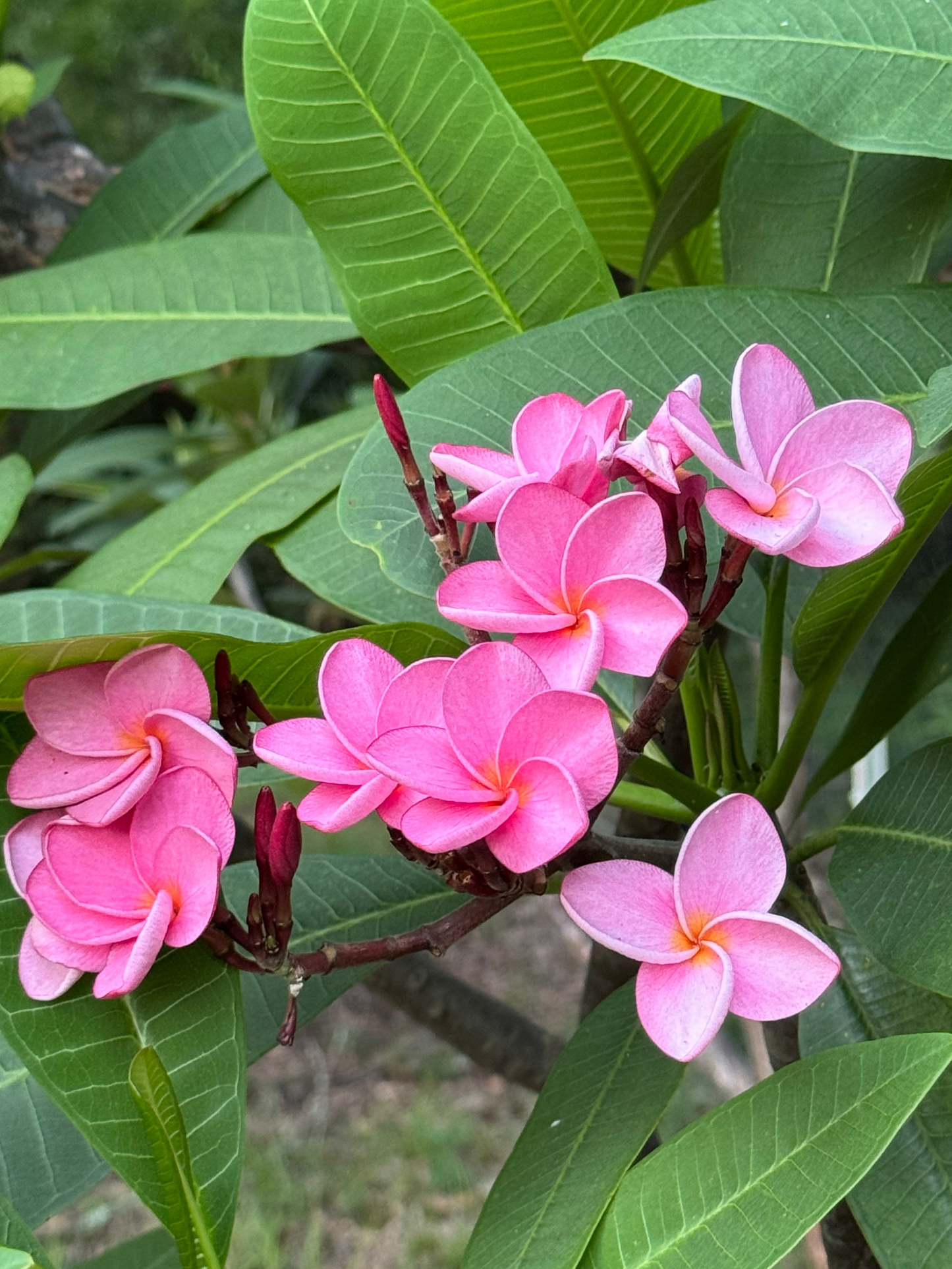 KoolAid Plumeria