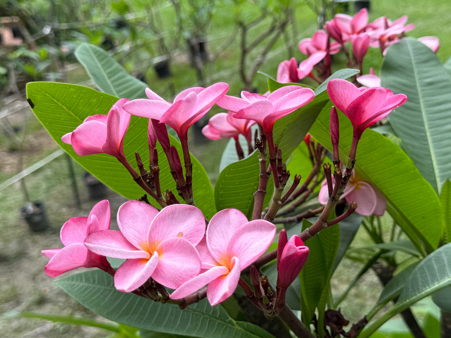 KoolAid Plumeria
