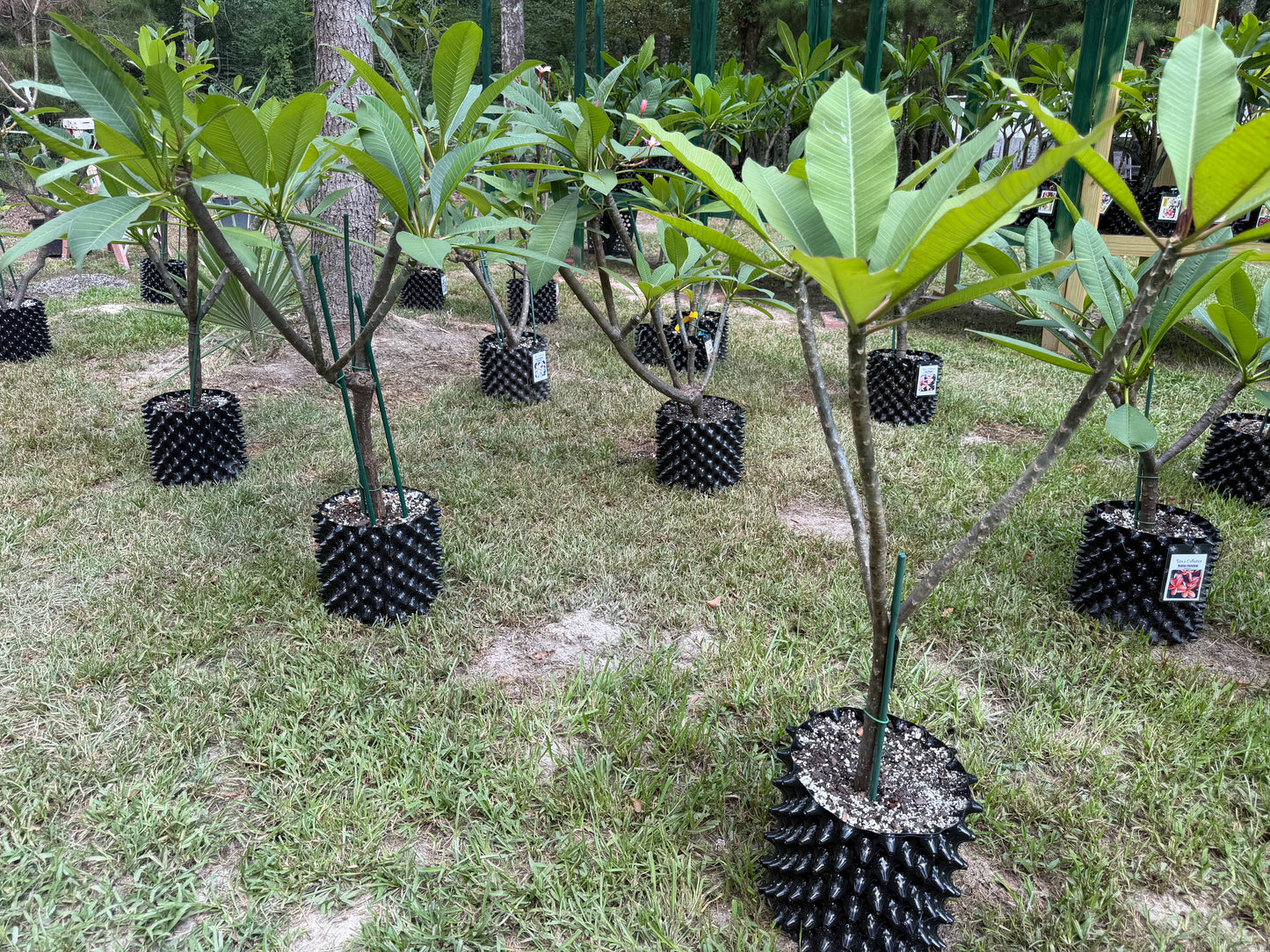 Air Pruning Pots