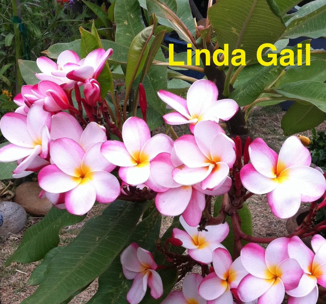 Linda Gail Plumeria