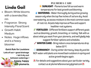 Linda Gail Plumeria