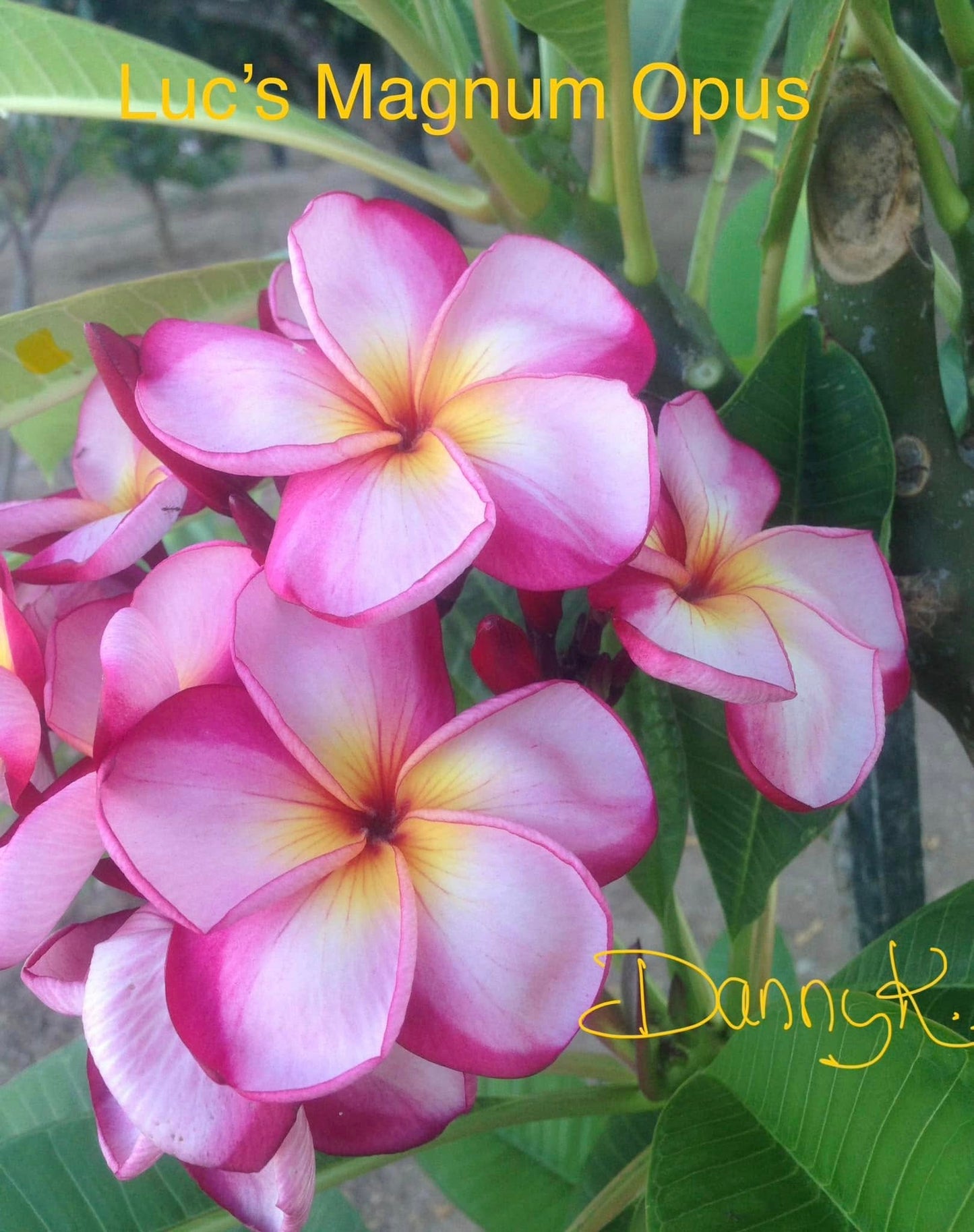 Luc's Magnum Opus Plumeria