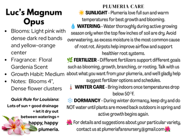Luc's Magnum Opus Plumeria