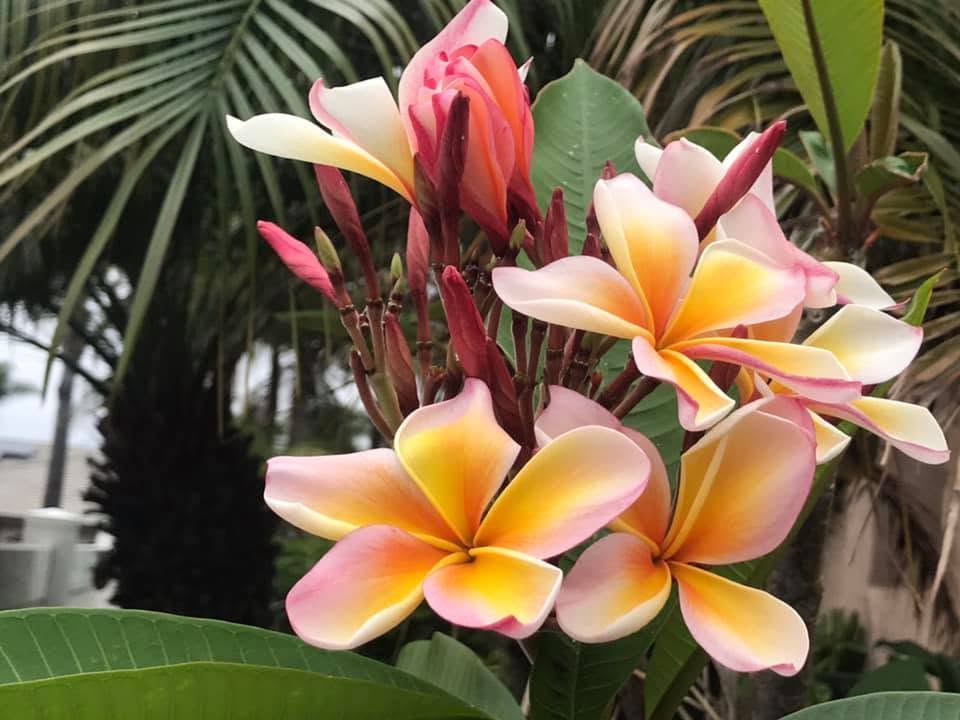 Madeira Rainbow Plumeria