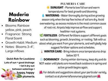 Madeira Rainbow Plumeria
