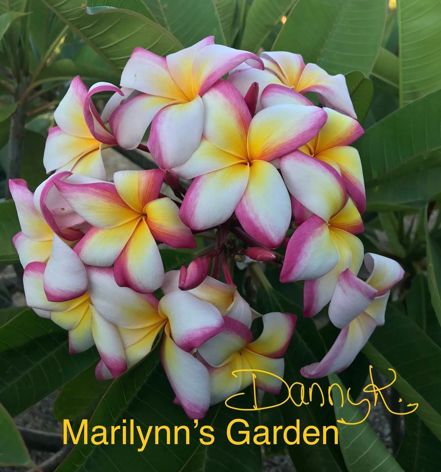 Marilyn's Garden Plumeria