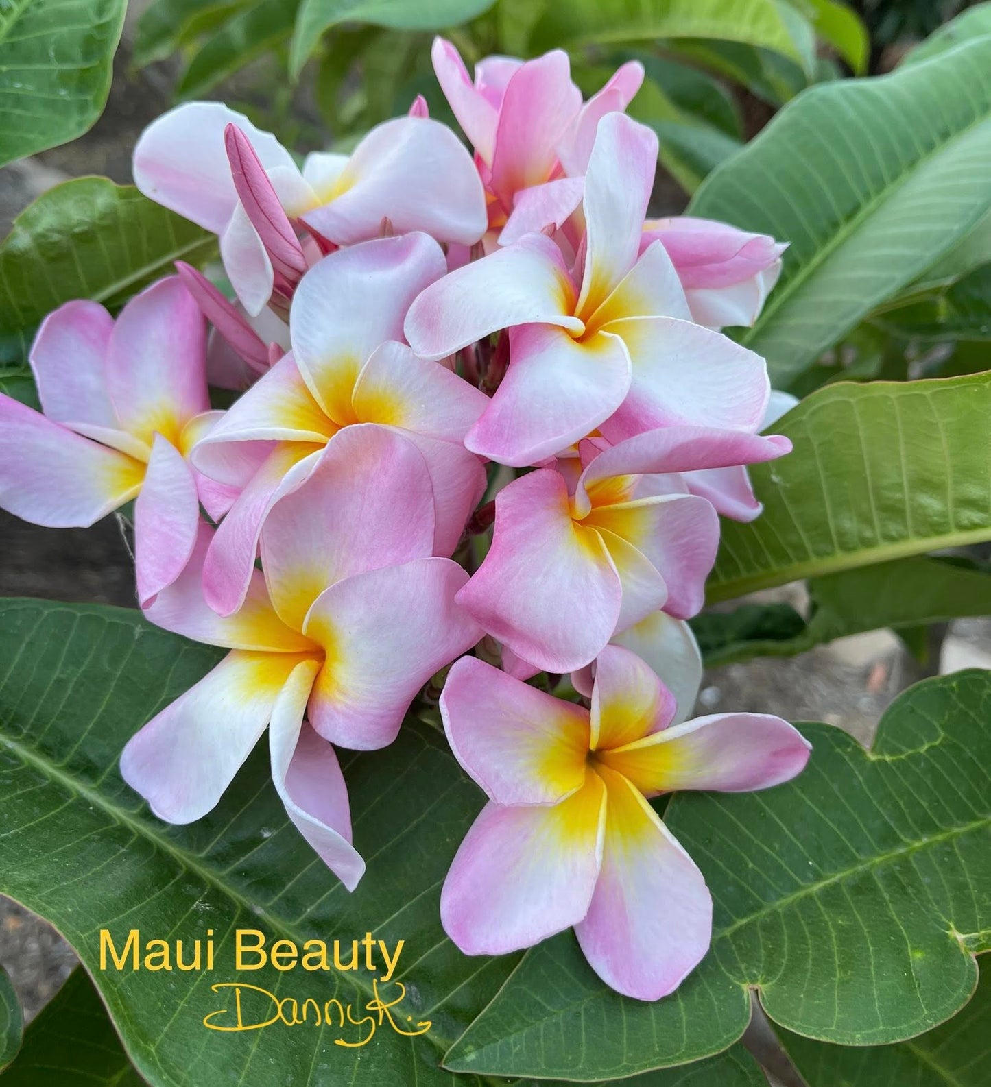 Maui Beauty Plumeria