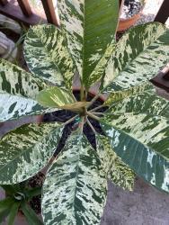 Maya Variegated